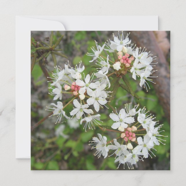 Postales digitales (Anverso)