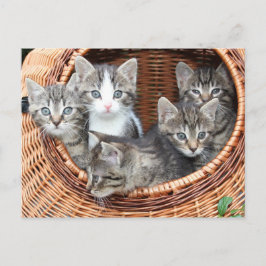 Postales divertidas para gatos gatos gatitos