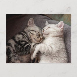 Postales divertidas para gatos gatos gatitos