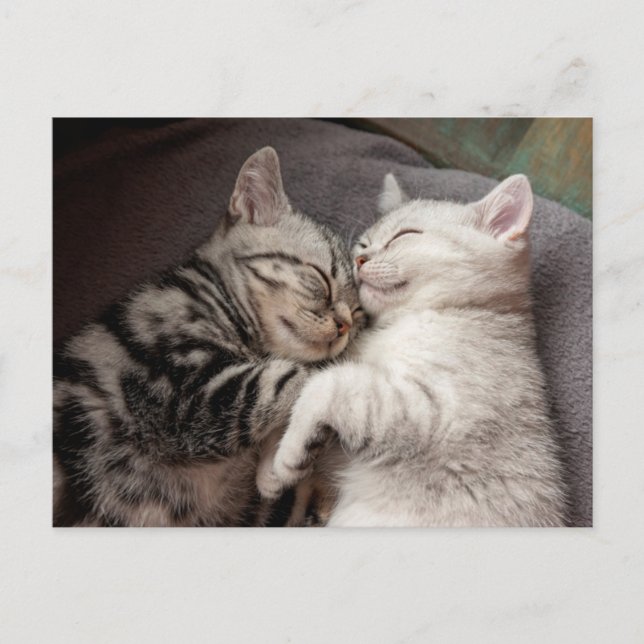 Postales divertidas para gatos gatos gatitos (Anverso)