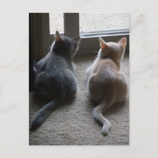 Postales en blanco de Jasper y Kaylee Kitten