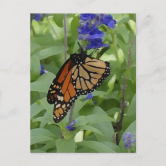 Postales en blanco de la mariposa _176