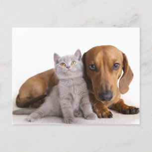 Postales en blanco de perro y gatito de Dachshund