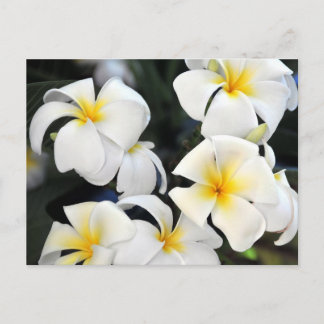 Postales en cascada de Plumeria de Hawái