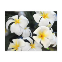 Postales en cascada de Plumeria de Hawái