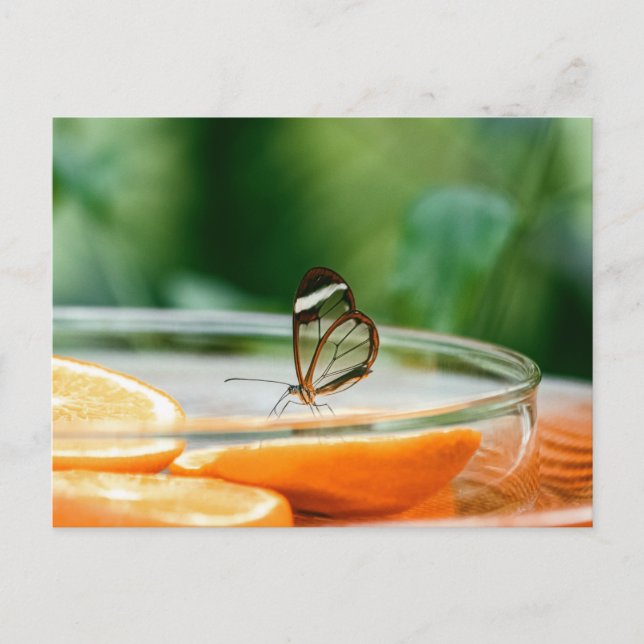 Postales estándar (Anverso)