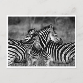 Postales - Familia de cebras