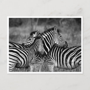 Postales - Familia de cebras