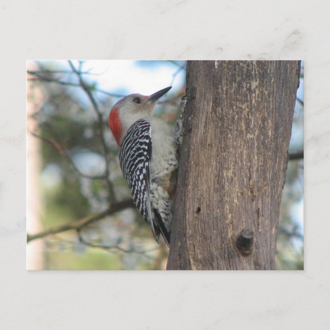 Postales femeninas con el vientre rojo (Anverso)