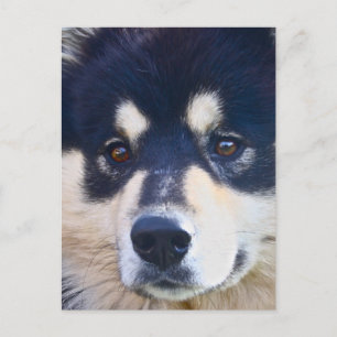 Postales finlandesas de Lapphund