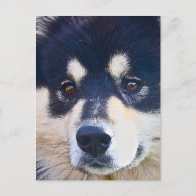 Postales finlandesas de Lapphund (Anverso)