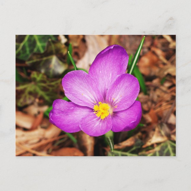 Postales florales (Anverso)
