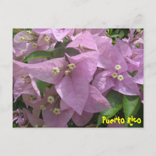Postales florales 3