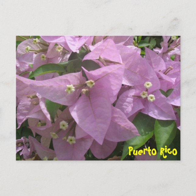 Postales florales 3 (Anverso)