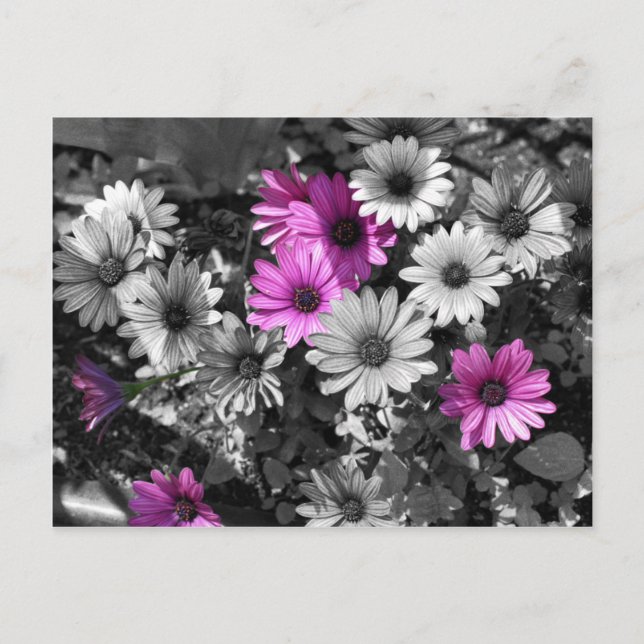 Postales florales de African Daisies BW (Anverso)