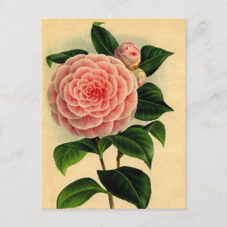 Postales florales de Camellia de época - rosa Boni