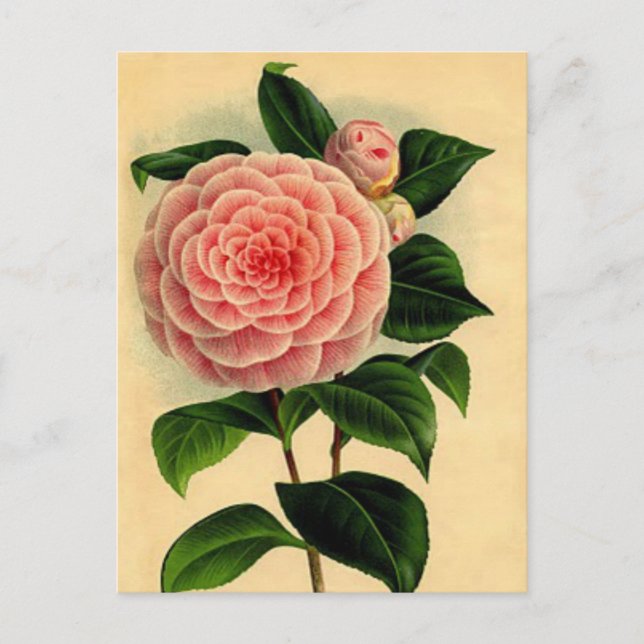Postales florales de Camellia de época - rosa Boni (Anverso)