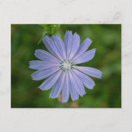 Postales Florales de Flor Azul Chicorana