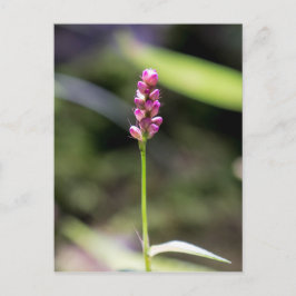 Postales florales de flor salvaje rosa de Lady's T