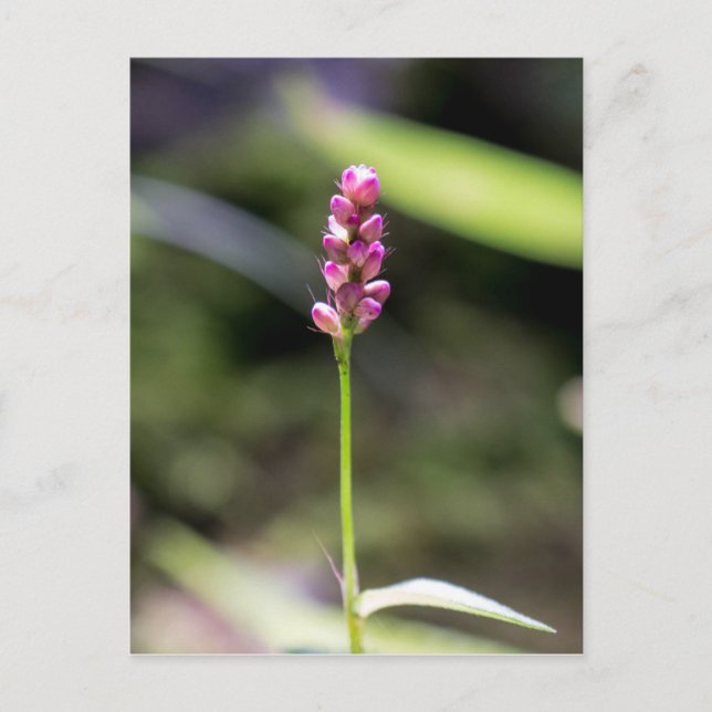 Postales florales de flor salvaje rosa de Lady's T (Anverso)