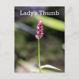 Postales florales de flor salvaje rosa de Lady's T