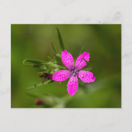 Postales florales de flores silvestres de Deptford