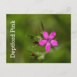 Postales florales de flores silvestres de Deptford