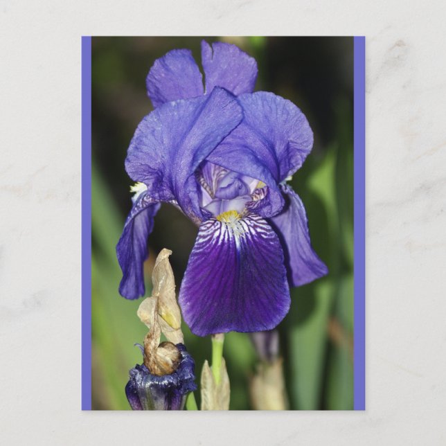 Postales florales de Iris Midinight (Anverso)