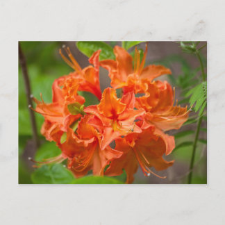 Postales florales de la naranja Azalea Bush