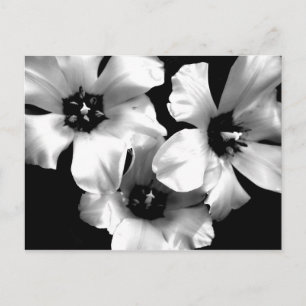 Postales florales en blanco y negro