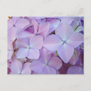 Postales florales Lavender Purple Hydrangea Flower