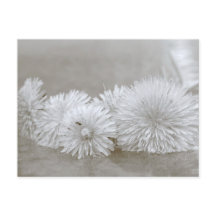 Postales flotantes de Dandelions negro y blanco