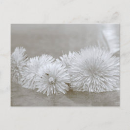 Postales flotantes de Dandelions negro y blanco