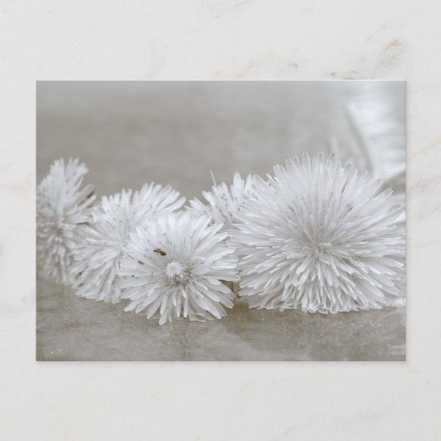 Postales flotantes de Dandelions negro y blanco (Anverso)