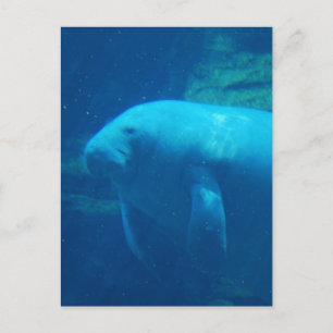 Postales flotantes de Manatee