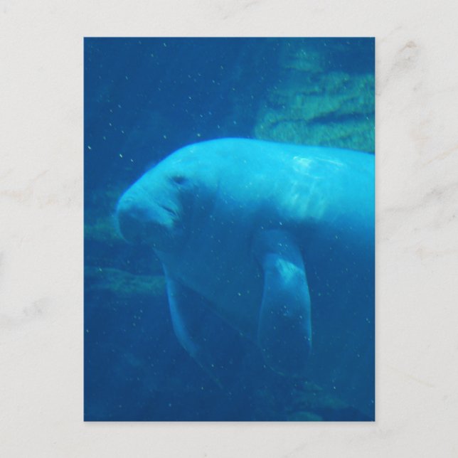 Postales flotantes de Manatee (Anverso)