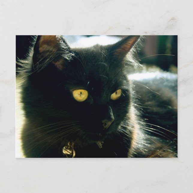 Postales Fluffy Cat (Anverso)