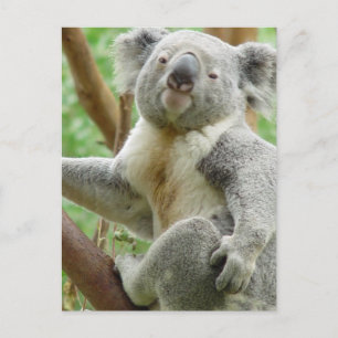 Postales Fluffy Koala