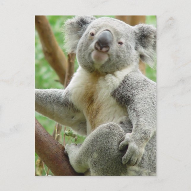 Postales Fluffy Koala (Anverso)