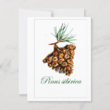 Postales forestales de estilo vintage - Pinus Sibi