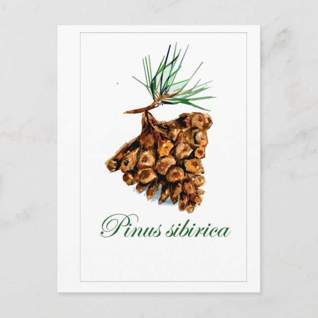 Postales forestales de estilo vintage - Pinus Sibi (Anverso)
