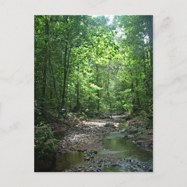 Postales forestales de Surinam (Anverso)