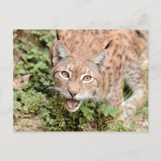 Postales Foto gato , lynx , animales.