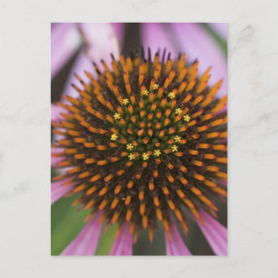 Postales fotográficas de Coneflower
