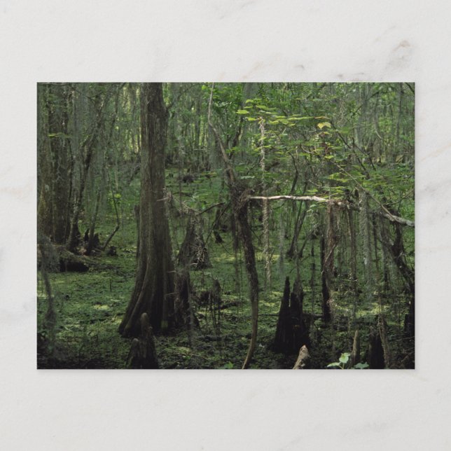Postales fotográficas de Louisiana, Personalizado  (Anverso)