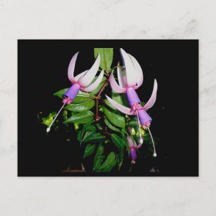 Postales Fushia azul y rosa
