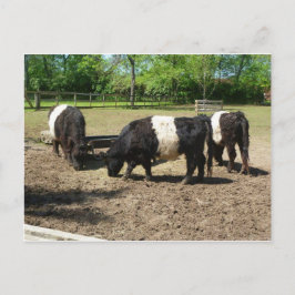 Postales Galloway Belladas