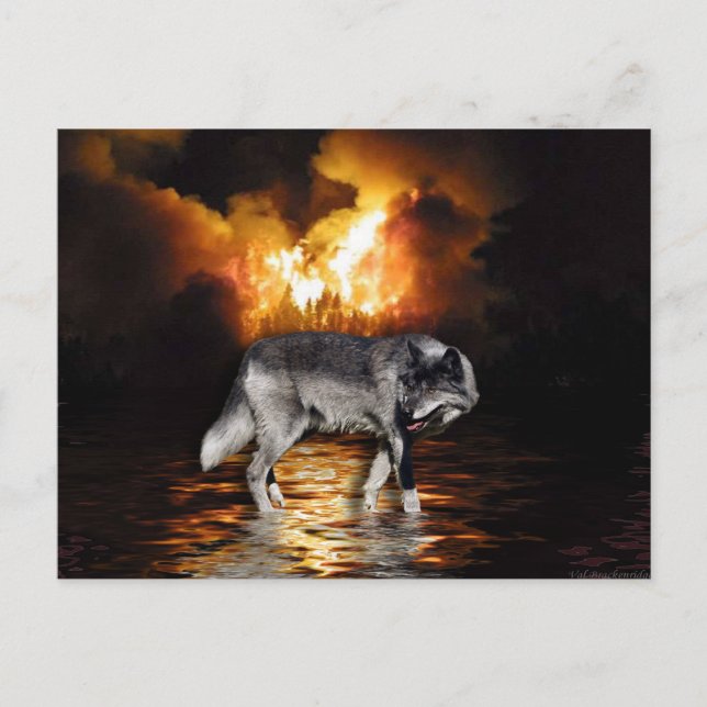 Postales Gray Wolf (Anverso)