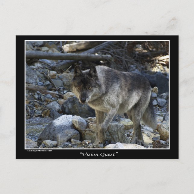 Postales Gray Wolf (Anverso)