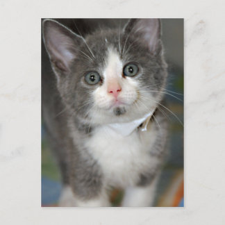 Postales Gris/Plata/Gris y Gris blanco para gatos
